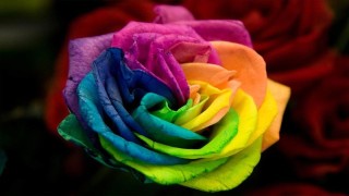彩虹玫瑰的花语,第1图