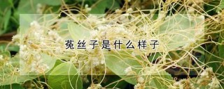 菟丝子是什么样子,第1图