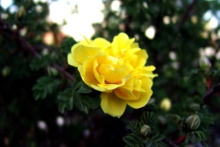 黄玫瑰的花语是什么意思,第2图