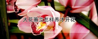 大花蕙兰怎样养才开花,第1图