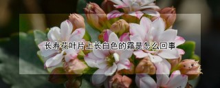 长寿花叶片上长白色的霜是怎么回事,第1图