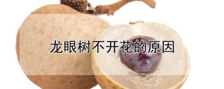 龙眼树不开花的原因,第1图