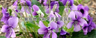 紫花地丁和早开堇菜区别,第1图