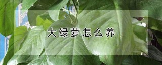 大绿萝怎么养,第1图