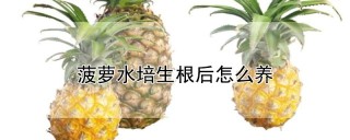 菠萝水培生根后怎么养,第1图