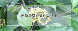 神仙豆腐树长什么样子,第1图