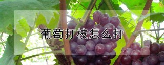 葡萄打枝怎么打,第1图