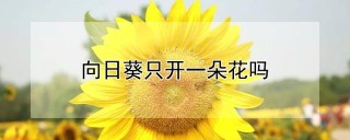 向日葵只开一朵花吗,第1图