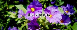 蓝花茄耐寒吗,第1图