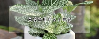 网纹草用什么土最好,第1图