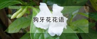 狗牙花花语,第1图