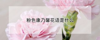 粉色康乃馨花语是什么,第1图