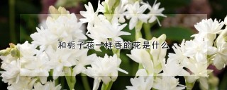 和栀子花一样香的花是什么,第1图