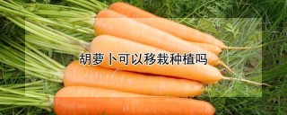 胡萝卜可以移栽种植吗?,第1图