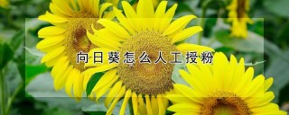 向日葵怎么人工授粉,第1图