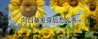 向日葵发芽后怎么养,第1图