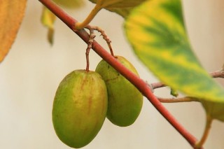 青枣是什么季节的水果,第2图