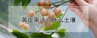 黄皮果适合什么土壤,第1图