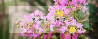 紫薇几月开花,第1图