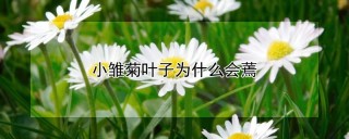 小雏菊叶子为什么会蔫,第1图