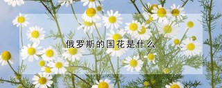 俄罗斯的国花是什么,第1图