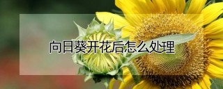 向日葵开花后怎么处理,第1图