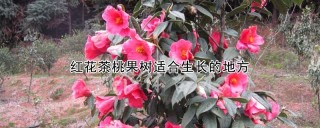 红花茶桃果树适合生长的地方,第1图