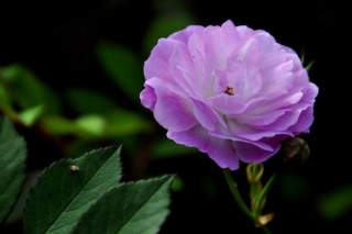 粉色蔷薇花的花语，以及蔷薇花花语大全,第2图