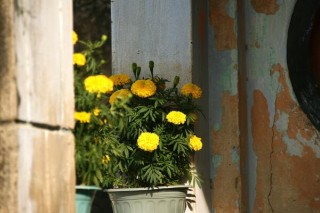 菊花种植和管理，3步即可完成菊花的种植,第3图