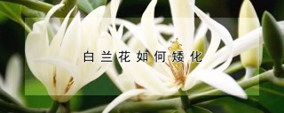 白兰花如何矮化,第1图