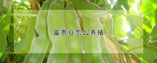 富贵豆怎么养殖,第1图