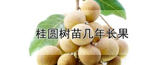 桂圆树苗几年长果,第1图