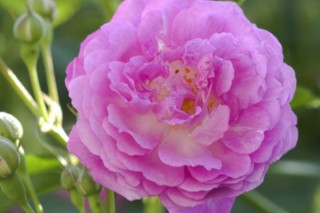 蔷薇花种子种植法,第3图