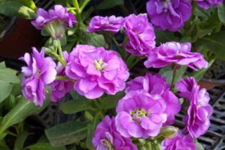 紫罗兰花为什么光长叶不开花呢,第2图