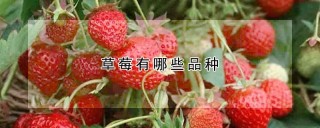 草莓有哪些品种,第1图