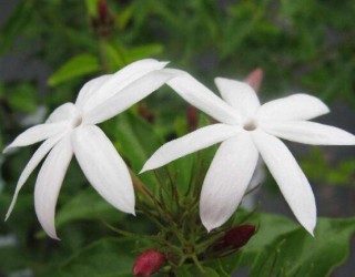 毛茉莉和茉莉花的区别，教你三种区别方法(习性/叶子/花序),第1图