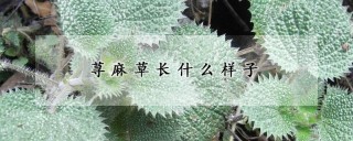 荨麻草长什么样子,第1图