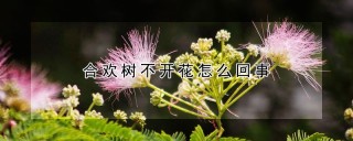 合欢树不开花怎么回事,第1图