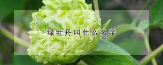 绿牡丹叫什么名字,第1图