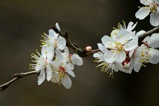 春天开的常见的花,第3图