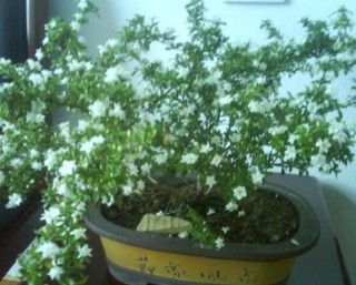 六月雪花期，六月雪花期持续达60天(5-7月份),第5图