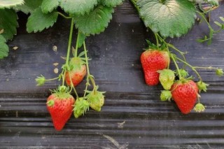 草莓有多少个品种,第3图