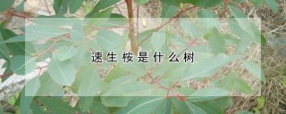 速生桉是什么树,第1图