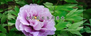 牡丹能长多高多大,第1图