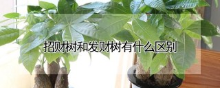 招财树和发财树有什么区别,第1图