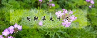 马鞭草是什么,第1图