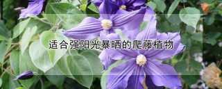 适合强阳光暴晒的爬藤植物,第1图