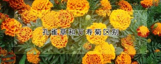 孔雀草和万寿菊区别,第1图