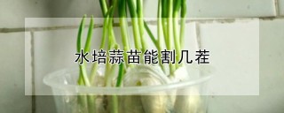 水培蒜苗能割几茬,第1图