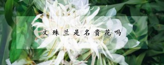 文殊兰是名贵花吗,第1图